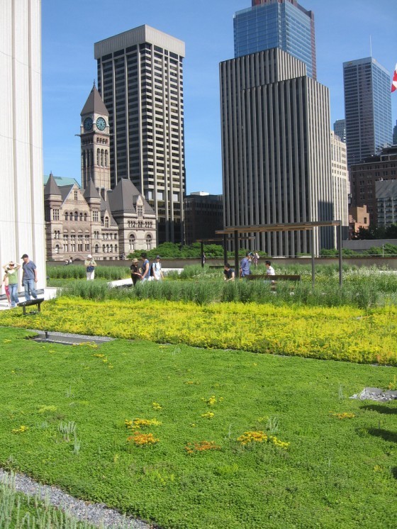 加拿大多倫多市中心的綠屋頂。增加市區綠覆率、透水鋪面等方式能減緩熱島效應的影響。(圖片來源：flickr用戶Padraic)