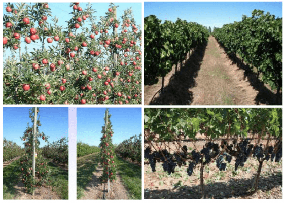 圖片來源｜WP6: Harvesting systems in orchards: grapes and apples