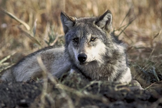灰狼（Canis lupus）是狗的祖先，但是狼懂得合作，狗不會？ 圖片來源：維基百科