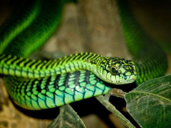 雄性的非洲樹蛇。雌性是棕色的。圖片來源：維基百科