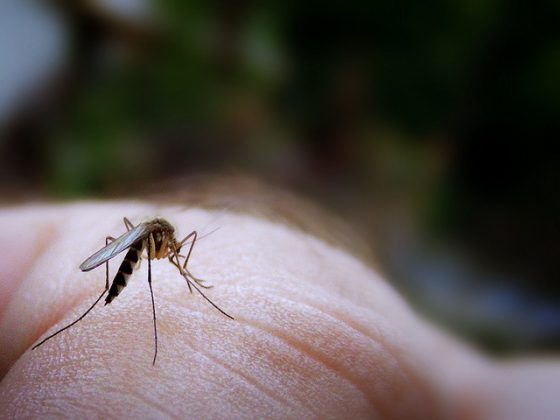夏天到來，蚊子也跟著來了。據疾管署統計，目前全臺已累計多起登革熱病例。想消滅蚊蟲，你知道有種「許願盆」可以實現你的願望嗎？繼續看下去，這裡還有更多抗蚊法寶......Credit: James Jordan via Flickr