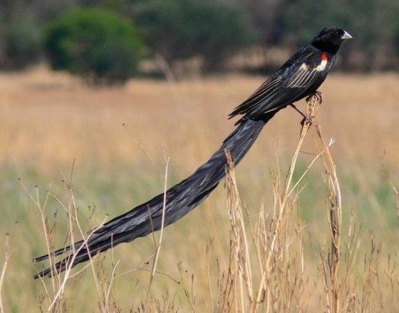 非洲長尾黑鷽。圖片來源：wiki
