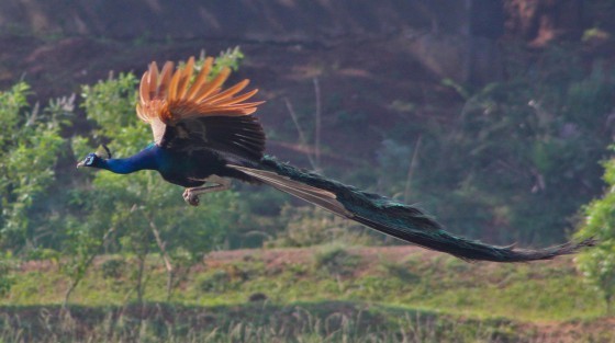 孔雀的長尾，是否真的不妨礙飛行呢？圖片來源：wiki