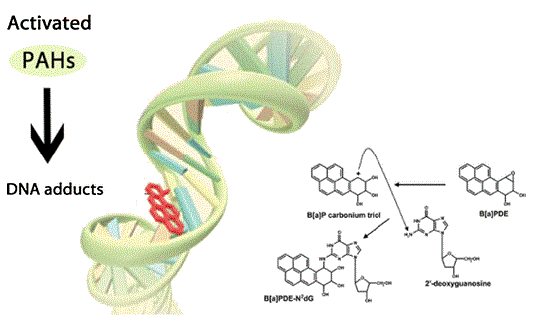 苯駢芘鑲嵌在DNA，影響運作。