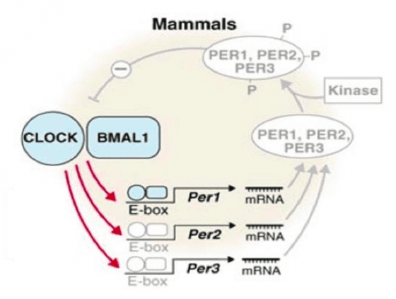 簡化的約日週期分子機制。CLOCK-BMAL1和PER-CRY之間的動態平衡成立了約日週期