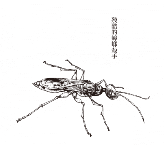 (泛科学)寄生虫-扁头穴蜂-2