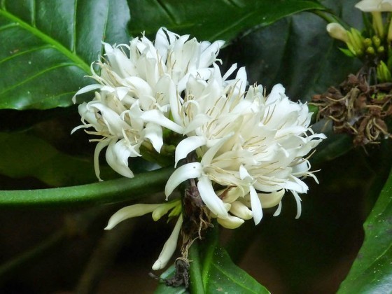 C. canephora的花。圖片來源：wiki