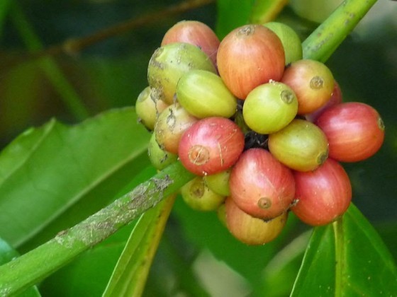 C. canephora的果實，完全成熟的果實是鮮紅色的。 圖片來源：wiki