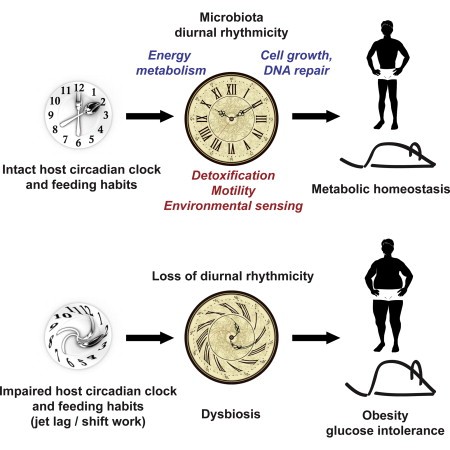 Circadian microbiota graphical abstract