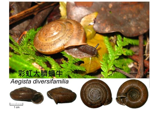 2014年發表的臺灣特有種蝸牛--彩虹大臍蝸牛Aegista diversifamilia，向世界各地與台灣為婚姻平權的努力致敬。