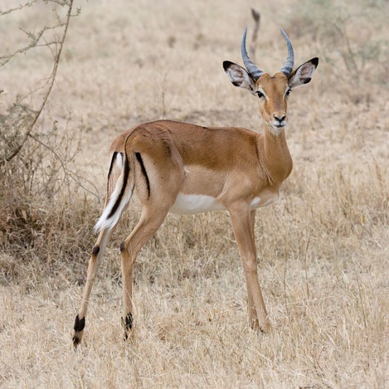 640px-Serengeti_Impala3