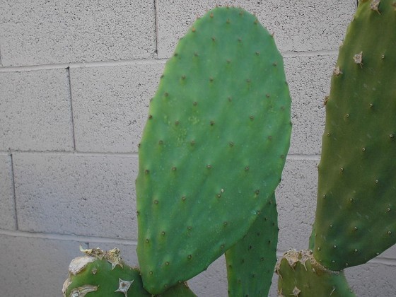 800px-Prickly_Pear_5
