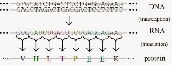 基因的表現，首先需要將遺傳資訊從DNA上轉錄至信使RNA，然後再通過轉運RNA轉譯成蛋白質。 圖片及文字來源：wikipedia