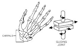 滑動關節：適用於比較小幅度的平面滑動，例如手掌中的小碎骨結合的平面 