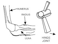 鉸鍊關節：只能做單一平面的伸屈，例如肘關節或膝關節