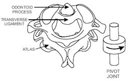樞軸關節：能做旋轉的動作，例如頸關節的旋轉