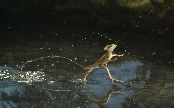 Basilisk lizard是真正的水上飄高手。Credit:Stephen Dalton/Solent News