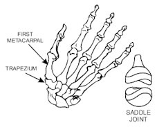 鞍狀關節：能做比較大幅度的移動，如大拇指的關節