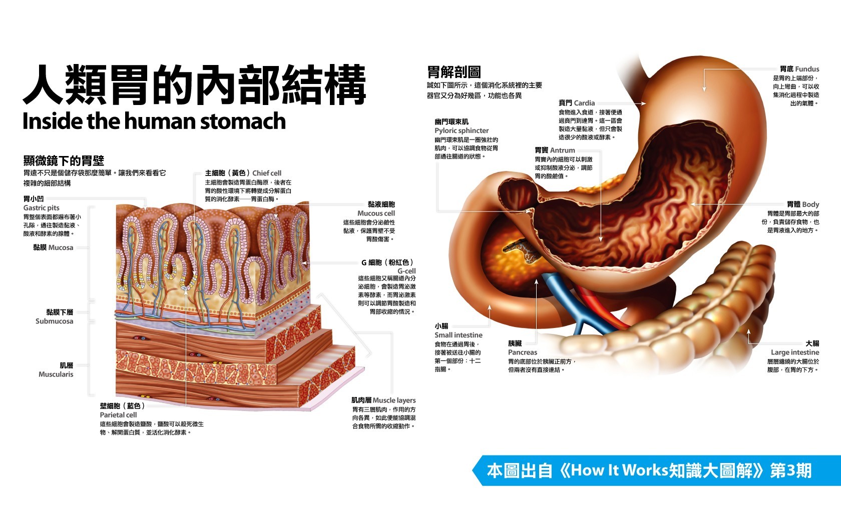 164.胃的肌肉-系统解剖学-医学