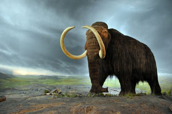 640px-Woolly_mammoth