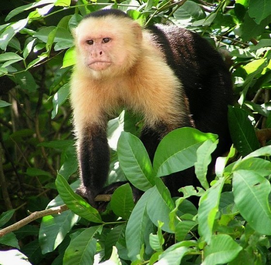 Capuchin_Costa_Rica