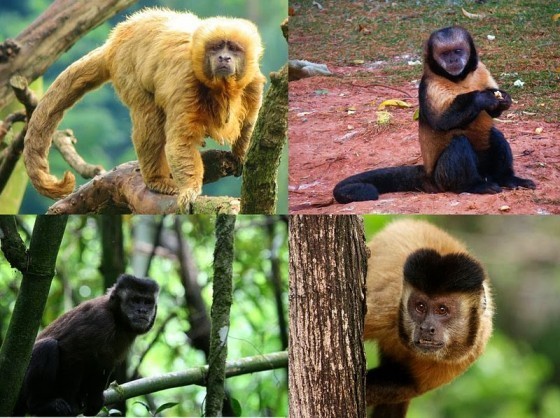 Robust_Tufted_Capuchins