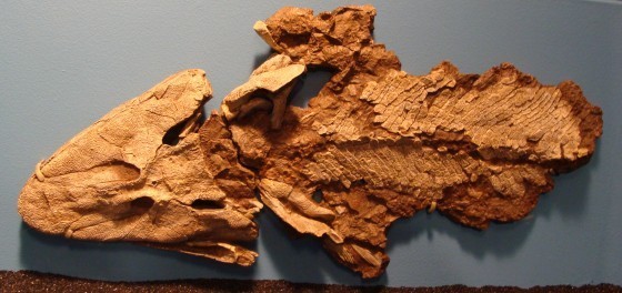 Tiktalik-fossil