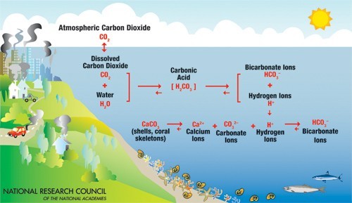 二氧化碳使海水酸化的化學反應。 圖片來源：Ocean acidification