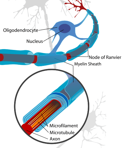 406px-Neuron_with_oligodendrocyte_and_myelin_sheath.svg