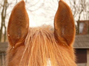 horse-ears-49636_1280