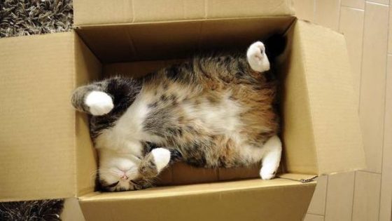 貓愛盒子