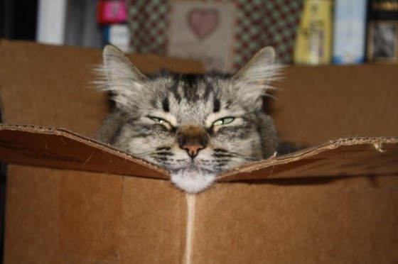 貓愛盒子1