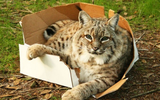 貓愛盒子2