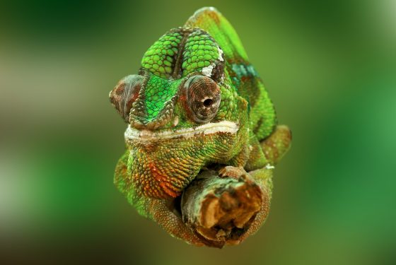 chameleon-540655_1280