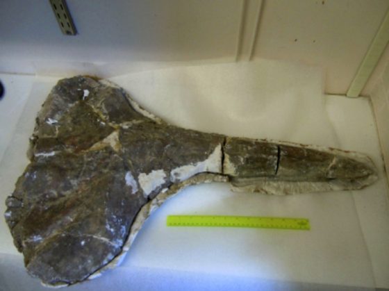 prehistoric-whale-skull