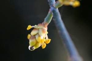 Ephedra foeminea月圓才盛開的花。 credit:New Scientist