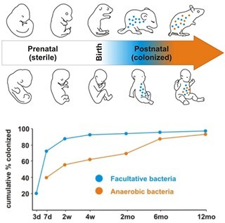 圖二、腸道微生物在生產時接種並於出生後漸趨穩定 圖中藍色點 （facultative bacteria）和橘色點 （anaerobic bacteria）代表不同品種的細菌。齧齒類 （rodent）和人類一樣，在生產前 （prenatal state），身體內處於無菌的狀態 （sterile state），並於出生時接種，產後（postnatal state）可以看到微生物菌群數量逐漸變多，種類也逐漸多樣化。