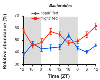 圖三、腸胃道微生物的菌相受到宿主的飲食節律的影響 左圖是Bacteroides （屬於腸道微生物）在不同時間的多寡變化。ZT （zeitgeber time）是由實驗室所訂的環境時間: ZT 0 是燈亮的時間點 （light phase）; ZT12 是燈熄的時間點 （dark phase）。小鼠是夜行性動物，因此藍色是活動期間進食而紅色則是休息時間進食的腸胃道微生物變化。 [5]