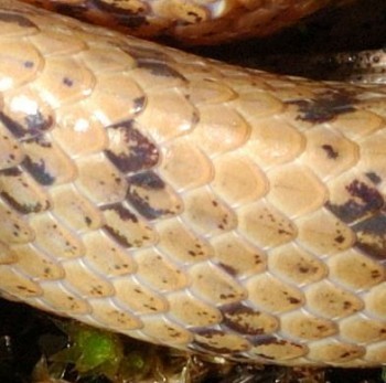 圖12：泰雅鈍頭蛇的背部鱗片，帶有鱗脊的鱗列數較少。