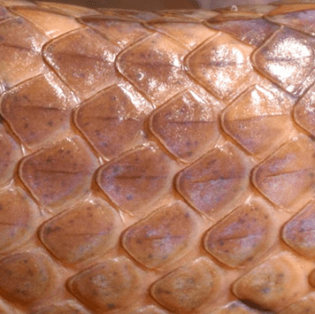 圖13：駒井氏鈍頭蛇的背部鱗片，帶有鱗脊的鱗列數較多。