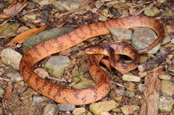 圖5：台灣鈍頭蛇。