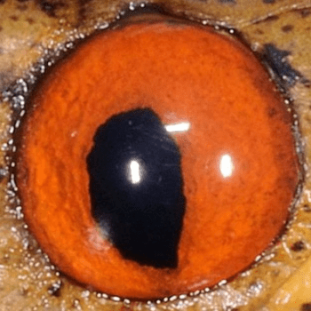 圖7：台灣鈍頭蛇眼睛虹膜是橘紅色的。