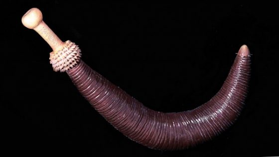 sn-penisworm