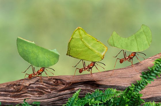 切葉蟻會利用自身的化學分泌物來抵抗真菌的威脅。 source：OptiBac Probiotics