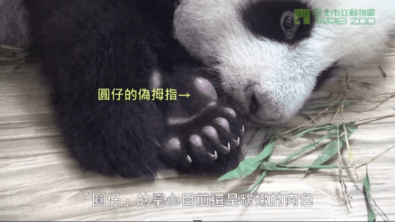 source：台北市立動物園