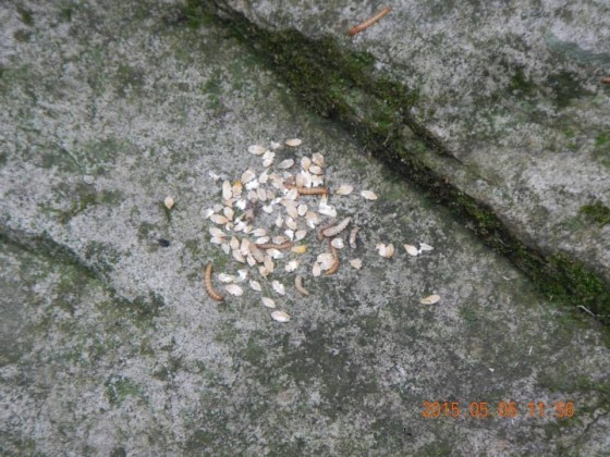 殘留的米粒及麵包蟲(江昆達 攝影)