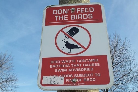 芝加哥的禁止餵食野鳥的警示牌(吳建龍 提供)