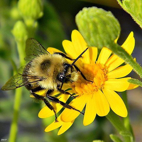近日一份研究顯示，氣候變遷導致大黃蜂的棲息範圍不斷縮減。 source：wikimedia