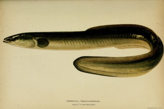 Common_eel,_Anguilla_chrysypa_Americanfoodgam00jord_0151