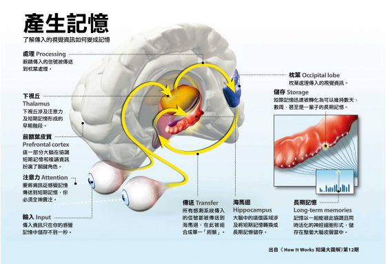 短期記憶的機制圖解。本圖節錄自《How It Works知識大圖解 國際中文版》第12期（2015年9月號），全見版請點擊本圖放大。